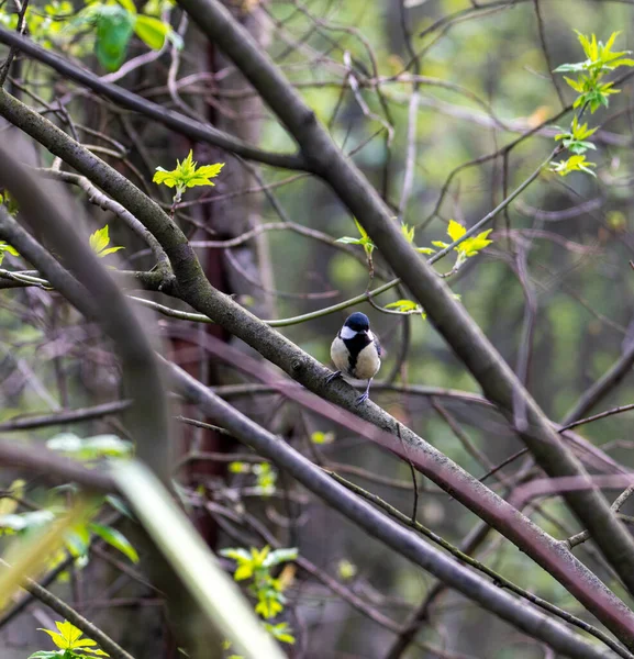 Heldere Bosvogel Natuurlijke Omstandigheden Zoek Naar Voedsel Het Bos — Stockfoto