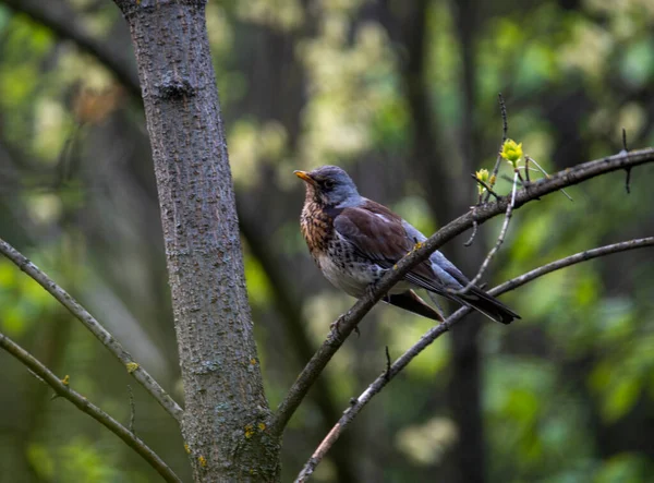 bright forest bird in natural conditions looking for food in the forest