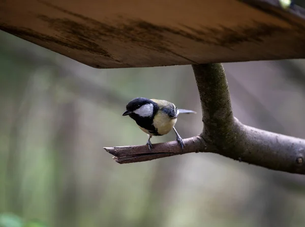 Heller Waldvogel Natürlicher Umgebung Auf Nahrungssuche Wald — Stockfoto