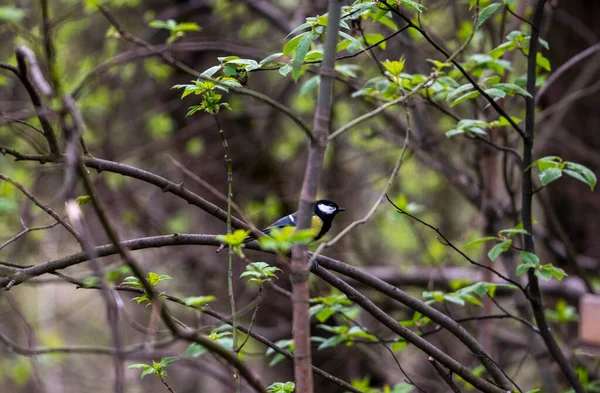 Heller Waldvogel Natürlicher Umgebung Auf Nahrungssuche Wald — Stockfoto