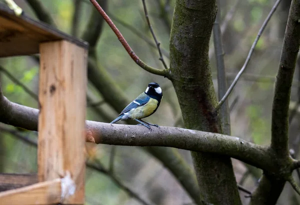 Heller Waldvogel Natürlicher Umgebung Auf Nahrungssuche Wald — Stockfoto