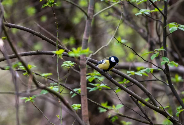 Яскрава Лісова Пташка Природних Умовах Шукає Їжу Лісі — стокове фото
