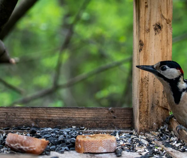 Heller Waldvogel Natürlicher Umgebung Auf Nahrungssuche Wald — Stockfoto