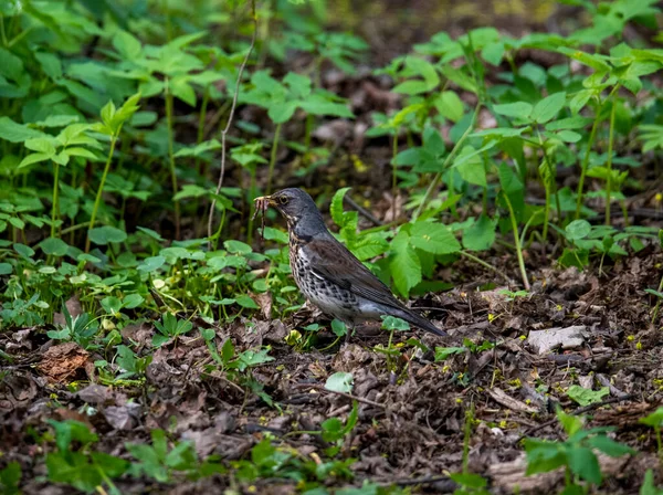 Oiseau Forestier Brillant Dans Des Conditions Naturelles Recherche Nourriture Dans — Photo