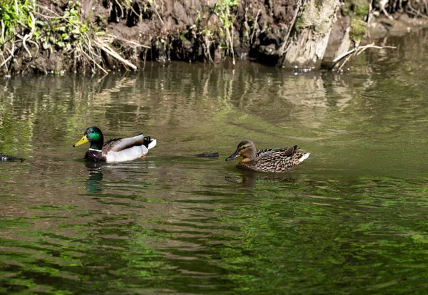 Nehirdeki Vahşi Parlak Ördekler Işlerine Bakarlar — Stok fotoğraf