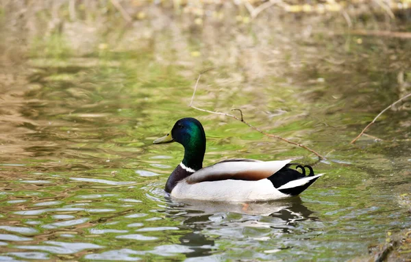 Wilde Heldere Eenden Rivier Gaan Hun Zaken — Stockfoto