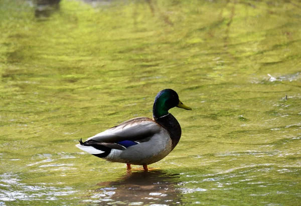 Wild Bright Ducks River Business — Stock Photo, Image