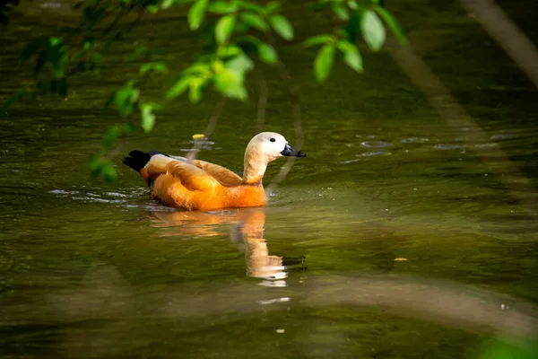 Salvaje Brillante Patos Río Sobre Negocio —  Fotos de Stock