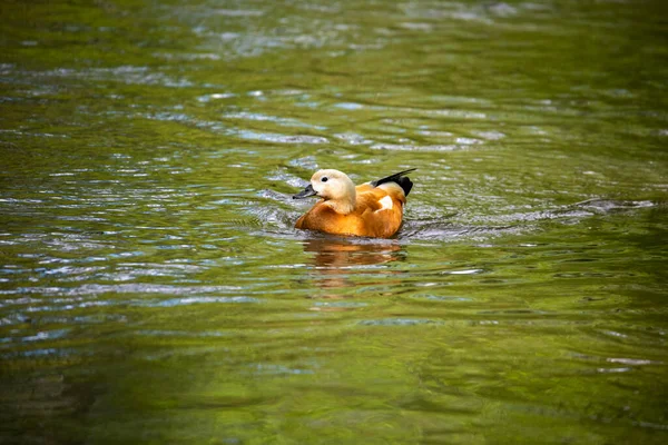 Wilde Helle Enten Auf Dem Fluss Gehen Ihrem Geschäft Nach — Stockfoto