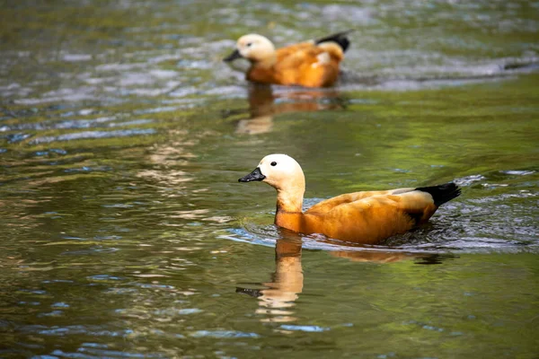 Wilde Helle Enten Auf Dem Fluss Gehen Ihrem Geschäft Nach — Stockfoto