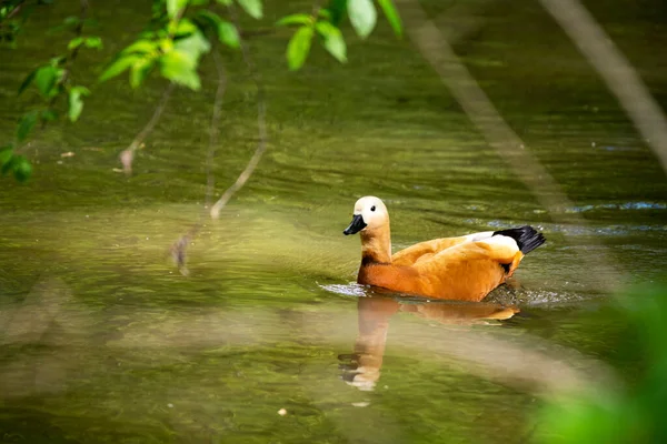 Anatre Selvatiche Luminose Sul Fiume Fanno Loro Affari — Foto Stock