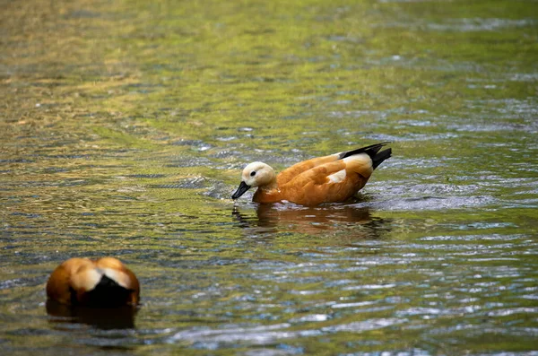 Anatre Selvatiche Luminose Sul Fiume Fanno Loro Affari — Foto Stock