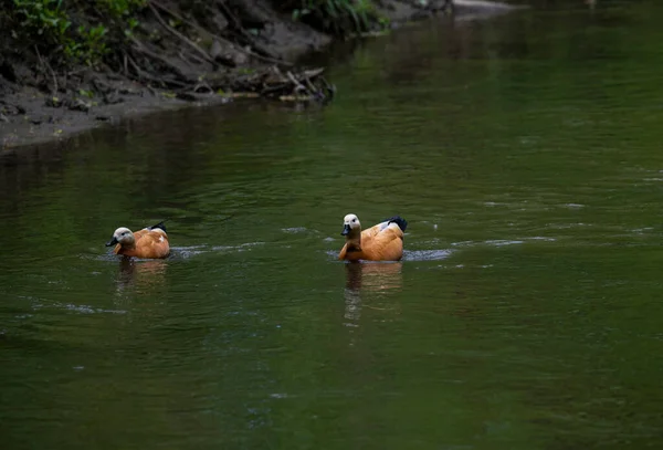 Patos Brilhantes Selvagens Rio Sobre Seus Negócios — Fotografia de Stock