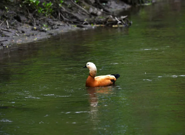 Oiseau Forestier Brillant Dans Des Conditions Naturelles Recherche Nourriture Dans — Photo