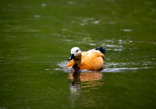 Aves Silvestres Brillantes Condiciones Naturales Que Buscan Alimento Bosque —  Fotos de Stock