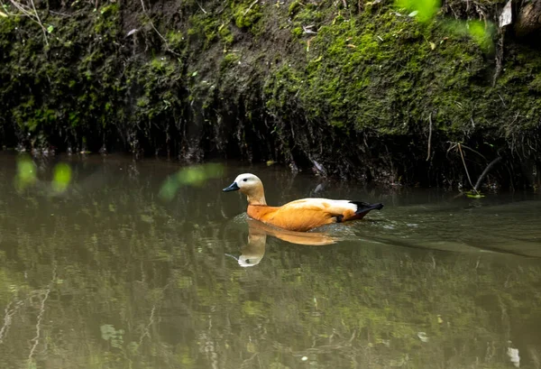 Oiseau Forestier Brillant Dans Des Conditions Naturelles Recherche Nourriture Dans — Photo