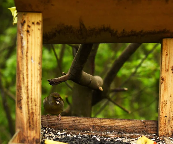 Oiseau Forestier Brillant Dans Des Conditions Naturelles Recherche Nourriture Dans — Photo