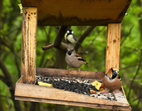 Oiseau Forestier Brillant Dans Des Conditions Naturelles Recherche Nourriture Dans — Photo