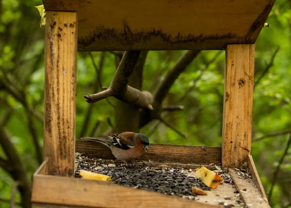 Heller Waldvogel Natürlicher Umgebung Auf Nahrungssuche Wald — Stockfoto