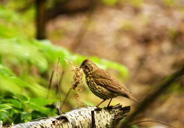 Burung Hutan Terang Dalam Kondisi Alam Mencari Makanan Hutan — Stok Foto