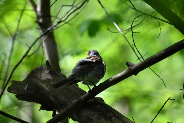 Aves Silvestres Brillantes Condiciones Naturales Que Buscan Alimento Bosque — Foto de Stock