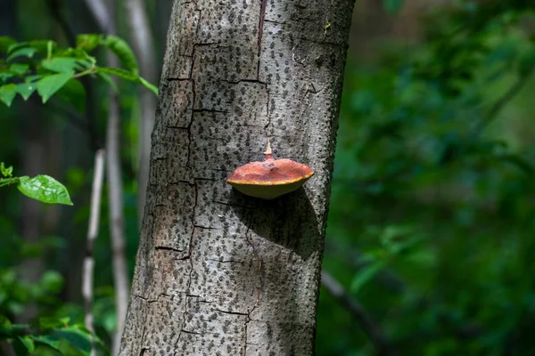 multi-colored tree mushrooms on a tree trunk in the forest