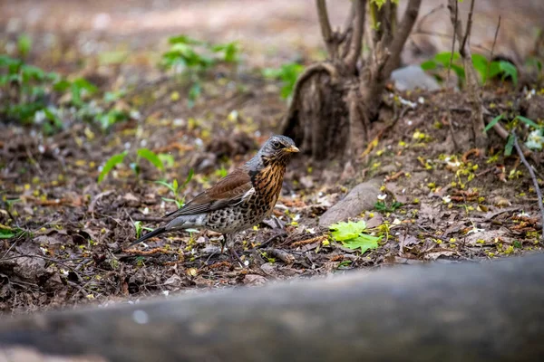 Heller Waldvogel Natürlicher Umgebung Auf Nahrungssuche Wald — Stockfoto