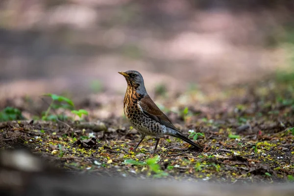 Aves Silvestres Brillantes Condiciones Naturales Que Buscan Alimento Bosque — Foto de Stock