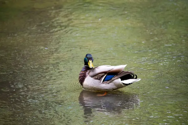 Oiseau Forestier Brillant Dans Des Conditions Naturelles Recherche Nourriture Dans — Photo