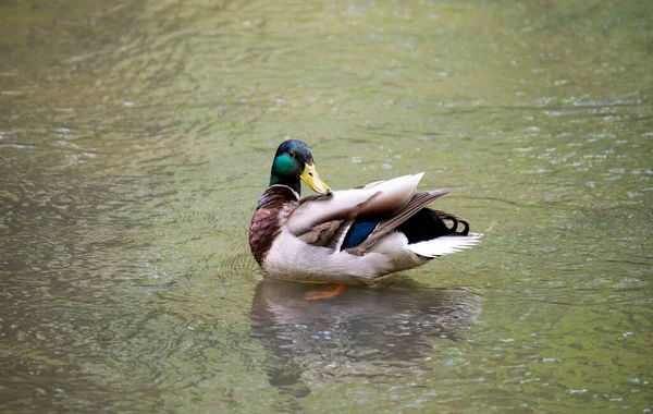 Oiseau Forestier Brillant Dans Des Conditions Naturelles Recherche Nourriture Dans — Photo