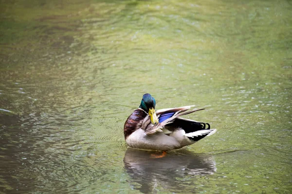 Heldere Bosvogel Natuurlijke Omstandigheden Zoek Naar Voedsel Het Bos — Stockfoto