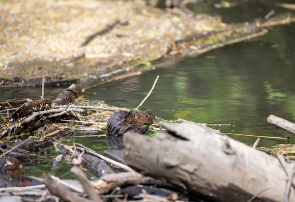 Ratto Del Fiume Marrone Vicino Fiume Cerca Cibo — Foto Stock