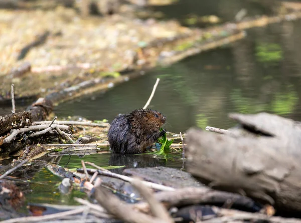 川のそばの茶色い川のネズミが食べ物を探し — ストック写真