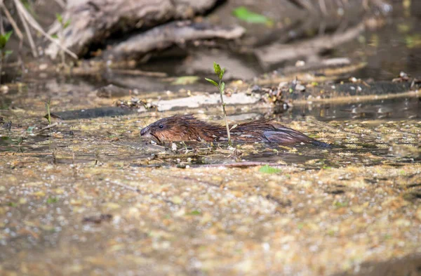 Rato Rio Castanho Junto Rio Procura Comida — Fotografia de Stock