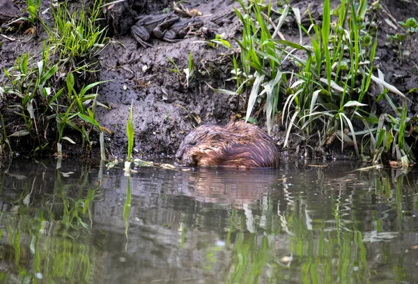 川のそばの茶色い川のネズミが食べ物を探し — ストック写真