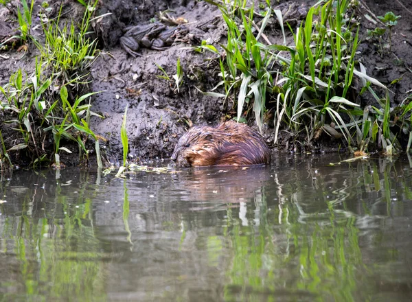 Tikus Sungai Coklat Tepi Sungai Mencari Makanan — Stok Foto