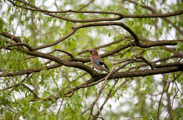 bright forest bird in natural conditions looking for food in the forest