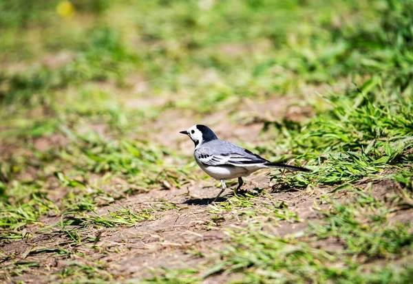 Jasný Lesní Pták Přírodních Podmínkách Hledá Potravu Lese — Stock fotografie