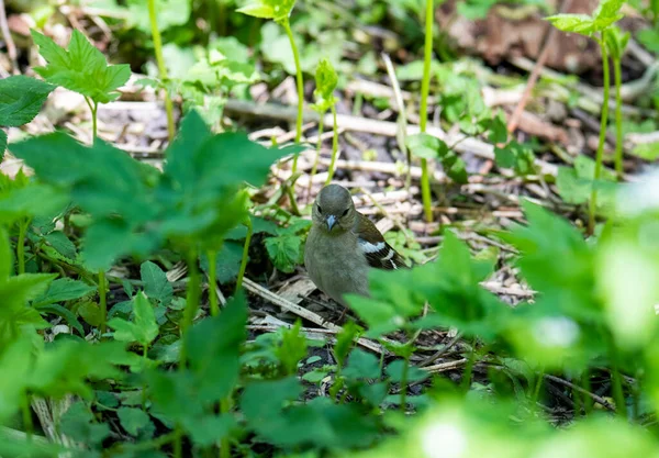 Oiseau Forestier Brillant Dans Des Conditions Naturelles Recherche Nourriture Dans — Photo