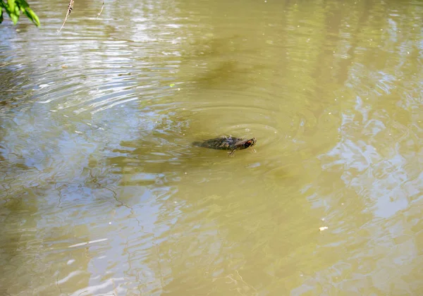 川の上の森の中に亀を浮かべ — ストック写真