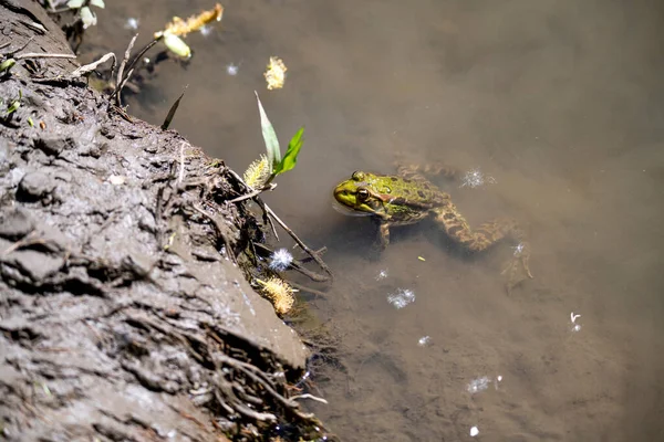 개구리는 햇빛에 강가에서 일광욕을 — 스톡 사진