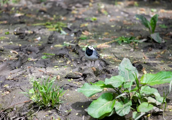 Pássaro Floresta Brilhante Condições Naturais Procura Comida Floresta — Fotografia de Stock