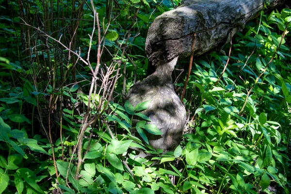 Árvores Mordiscadas Por Castores Floresta — Fotografia de Stock