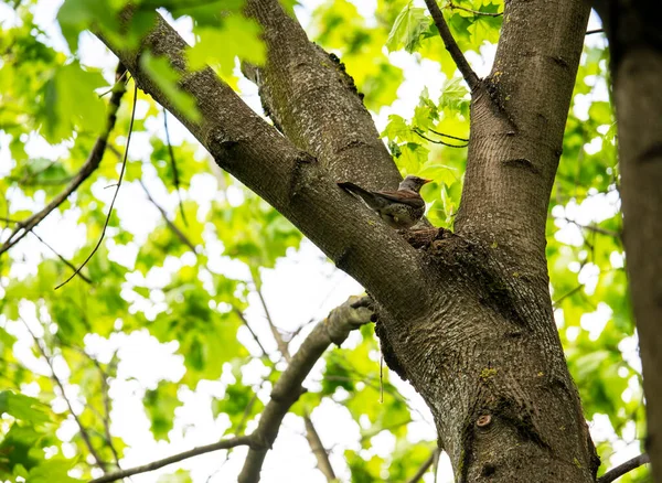 bright forest bird in natural conditions looking for food in the forest