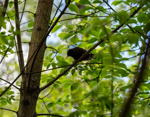 bright forest bird in natural conditions looking for food in the forest