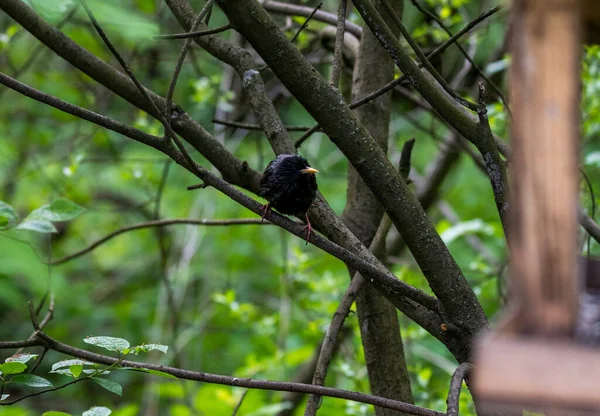 在自然条件下寻找食物的聪明的森林鸟 — 图库照片