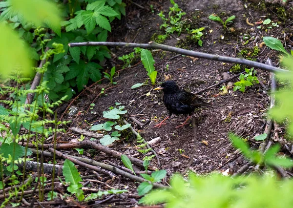 Oiseau Forestier Brillant Dans Des Conditions Naturelles Recherche Nourriture Dans — Photo