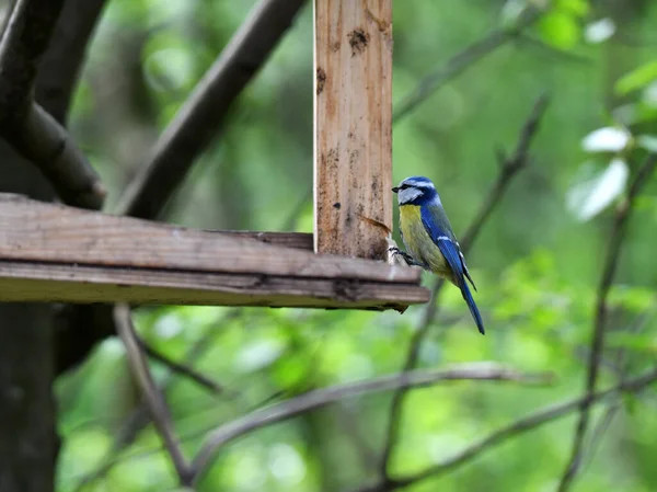 Heller Waldvogel Natürlicher Umgebung Auf Nahrungssuche Wald — Stockfoto