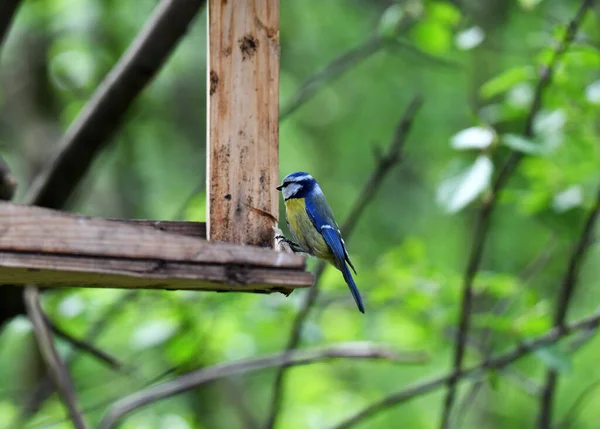 Ljus Skog Fågel Naturliga Förhållanden Söker Mat Skogen — Stockfoto