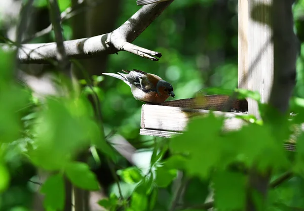 Parlak Orman Kuşu Doğal Koşullarda Ormanda Yiyecek Arıyor — Stok fotoğraf